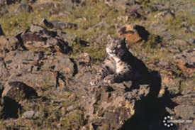 Wildlife friendly fencing standard to protect animals in green zones